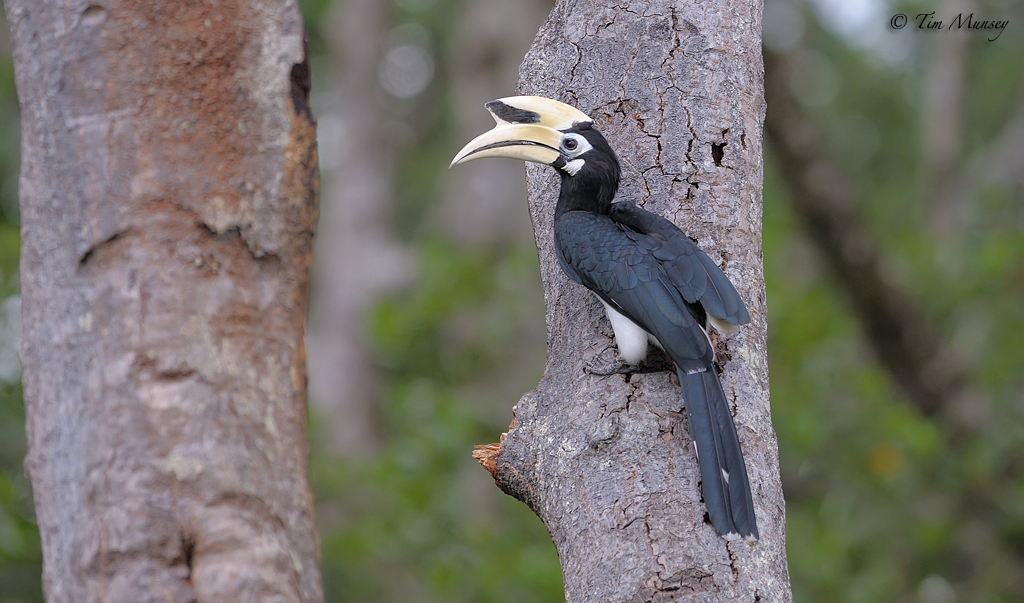 Oriental Pied Hornbill_6